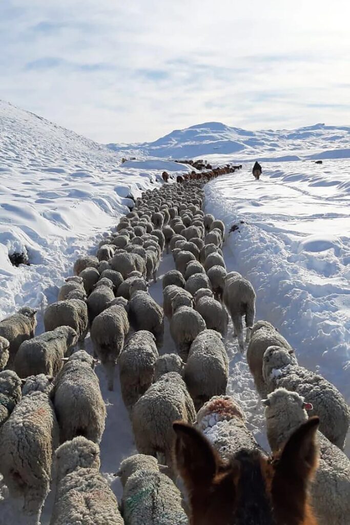 Patagonia, crisis, heladas, criadores, productores, campo