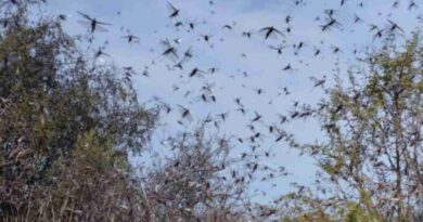 Langostas, plaga, Córdoba