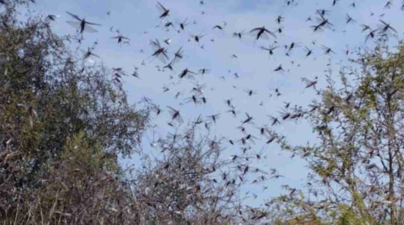 Langostas, plaga, Córdoba