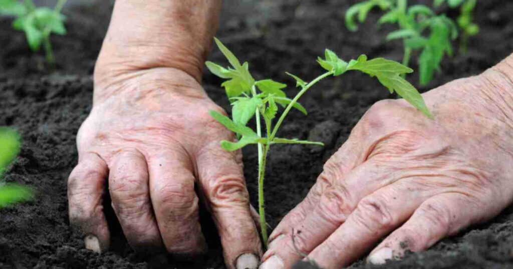 Agricultura regenerativa