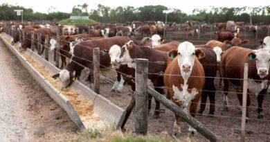 Feedlots, precio, gordo