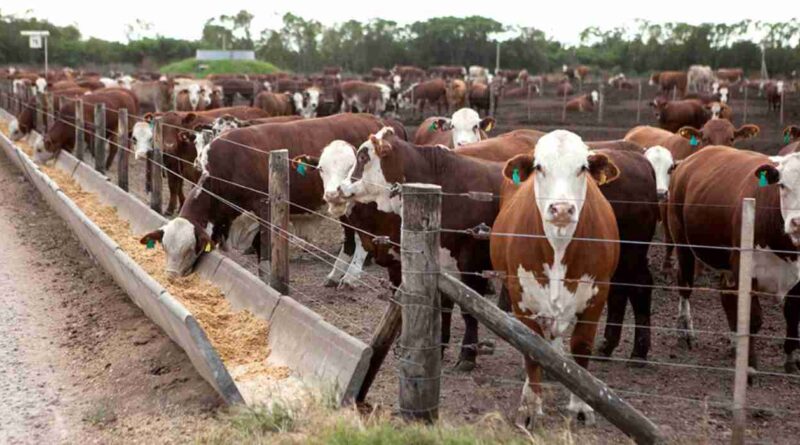 Feedlots, precio, gordo