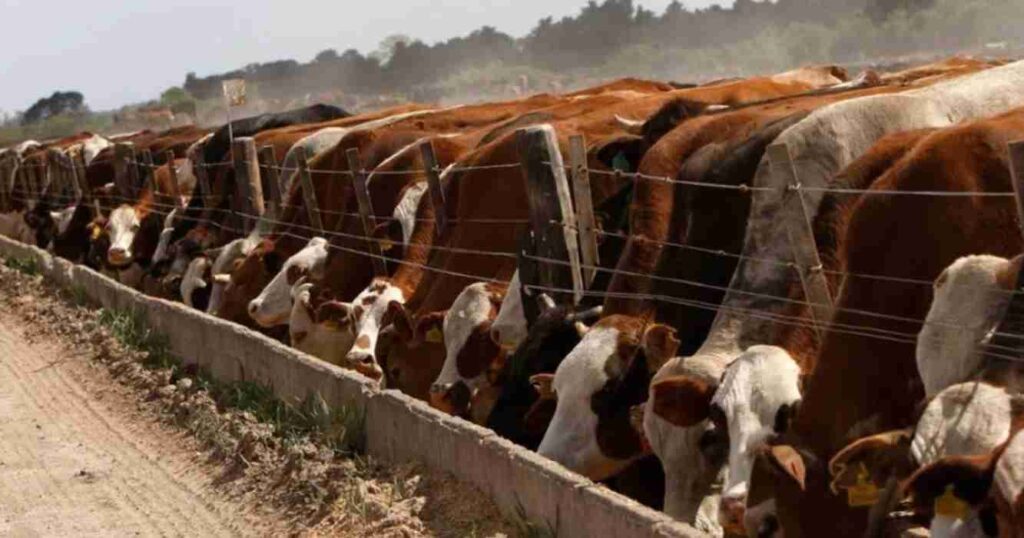 Feedlots, precio, gordo