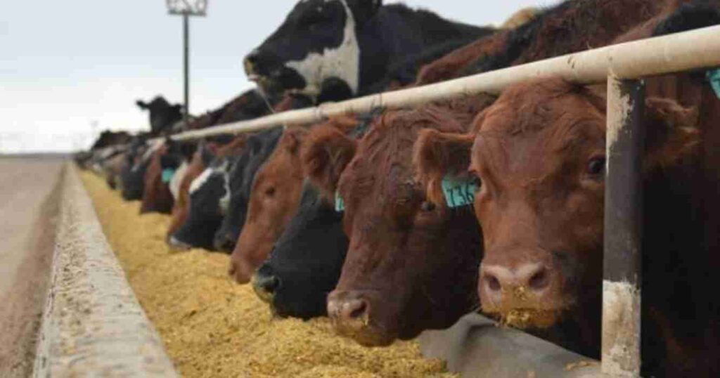 Feedlots, precio, gordo, siembra, maíz