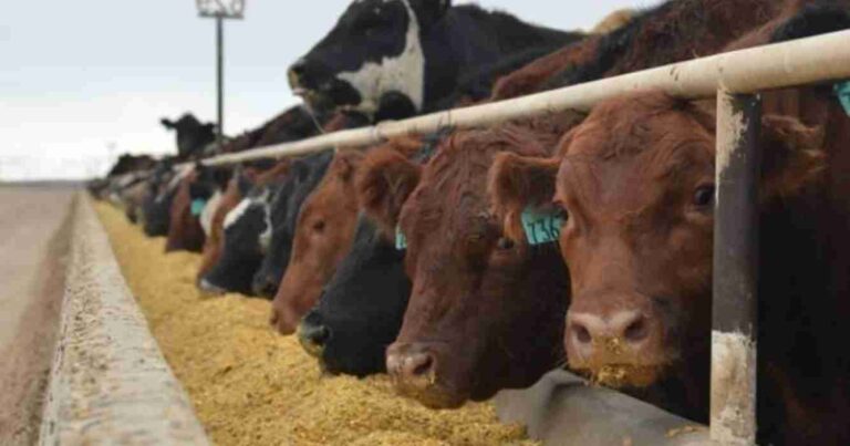 Feedlots, precio, gordo, siembra, maíz, Terneros, recría, margen bruto, carne