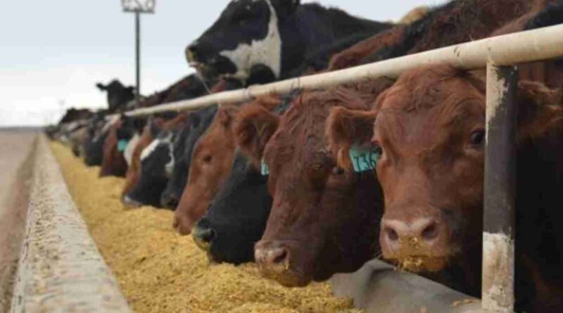 Feedlots, precio, gordo, siembra, maíz, Terneros, recría, margen bruto, carne