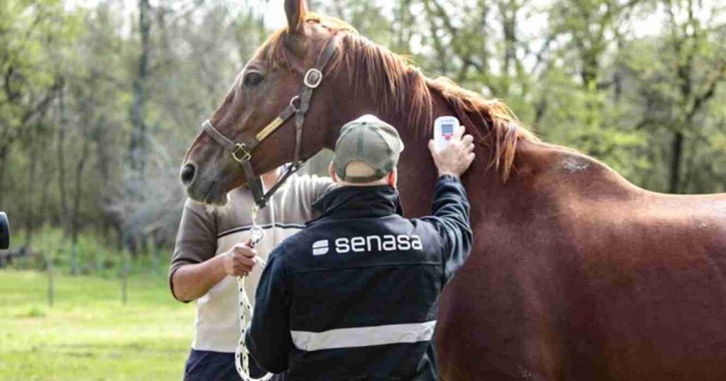 Exportación, caballos, mercado