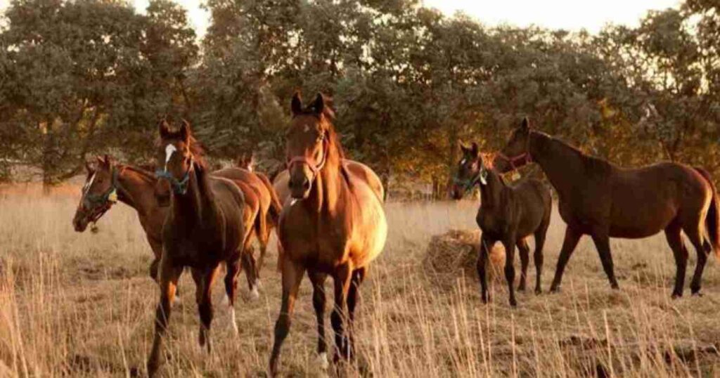 Exportación, caballos, mercado