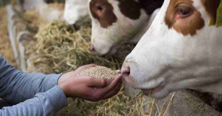 Ganadería, eficiencia alimentaria, vacunos