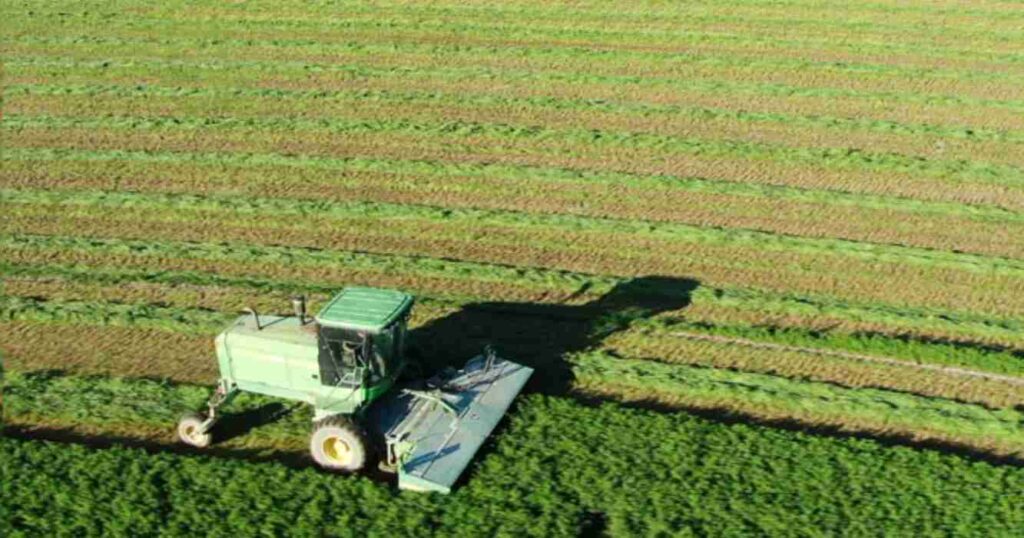 Alfalfa, cultivo, cosechas, campaña