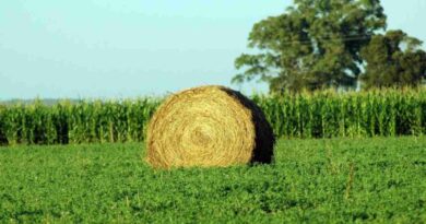 Alfalfa, cultivo, cosechas, campaña