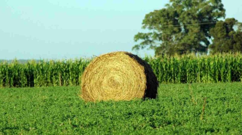 Alfalfa, cultivo, cosechas, campaña