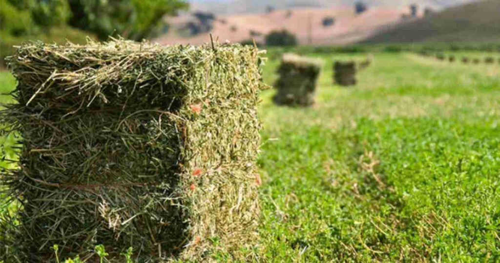 Alfalfa, cultivo, cosechas, campaña