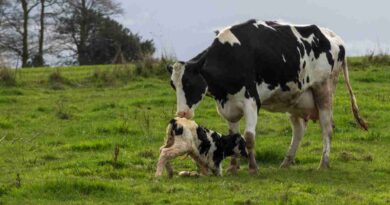 diarrea, bovina, INTA