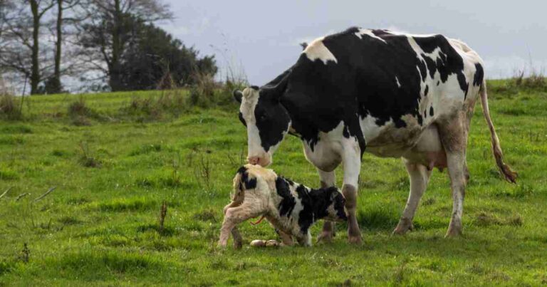 diarrea, bovina, INTA