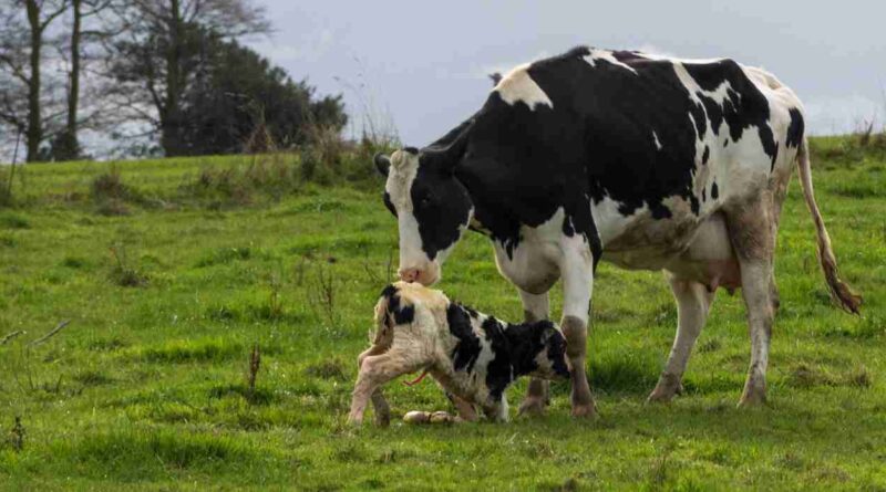 diarrea, bovina, INTA