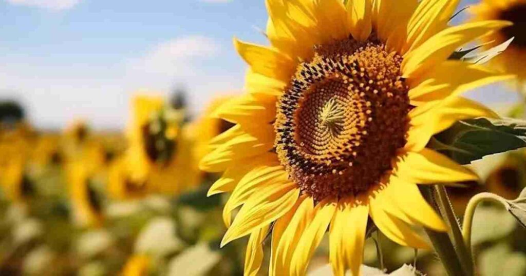 girasol, La Pampa