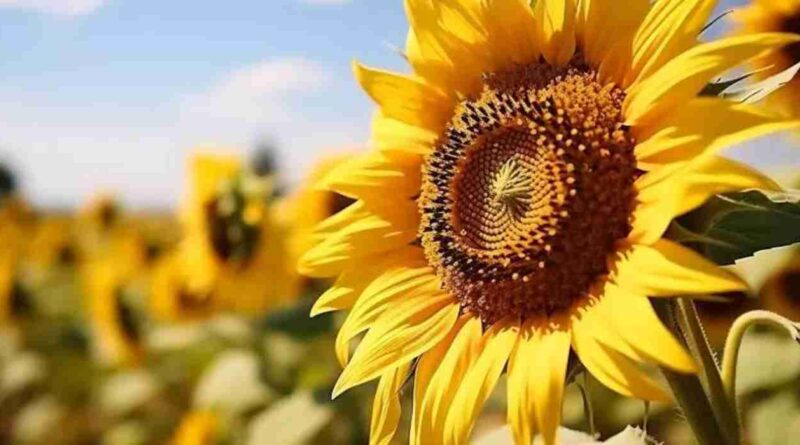 girasol, La Pampa