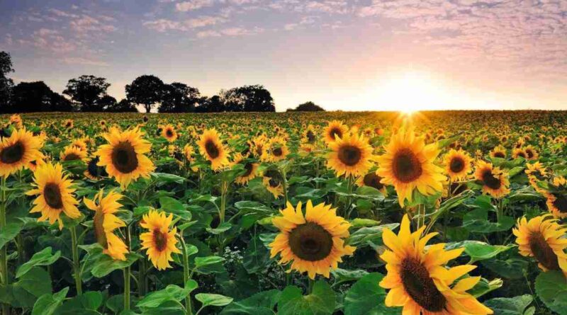 girasol, la pampa