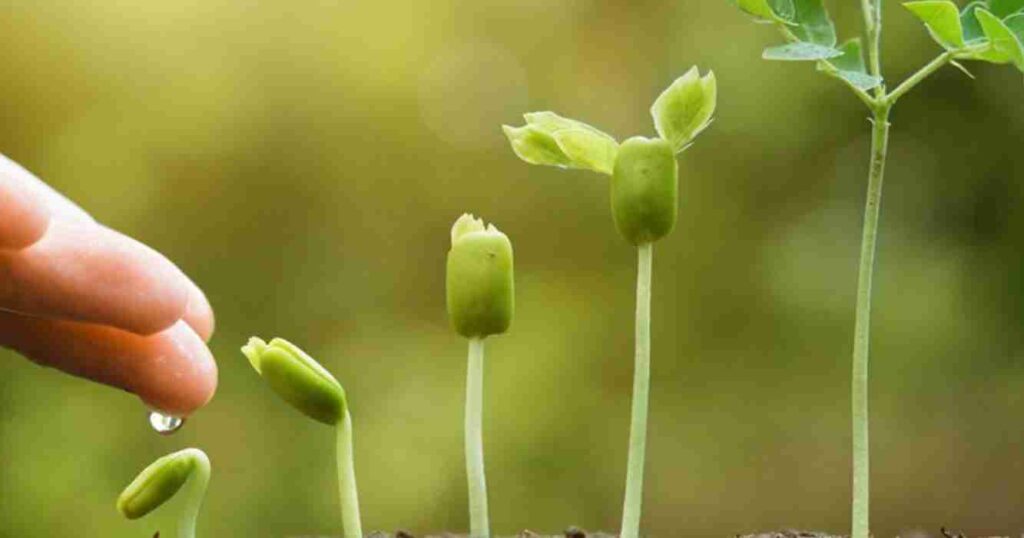 Bioestimulantes, agricultura