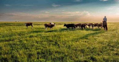 Ganadería, recría, terneros, regenerativa, chaco, Ganadería, pastoreo, circular, RIGI, Campo, inversiones