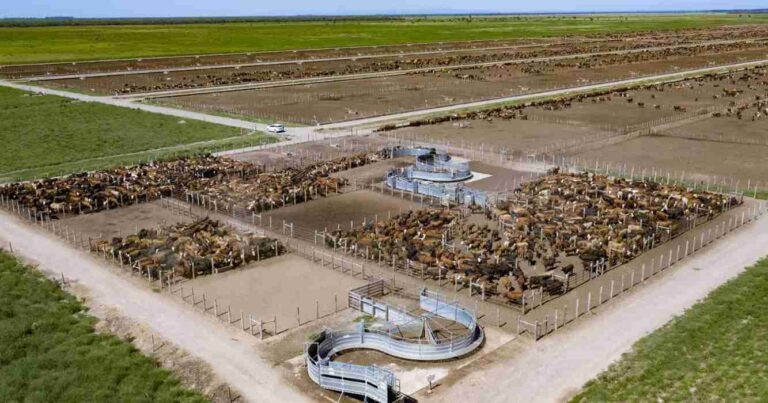 Feedlots