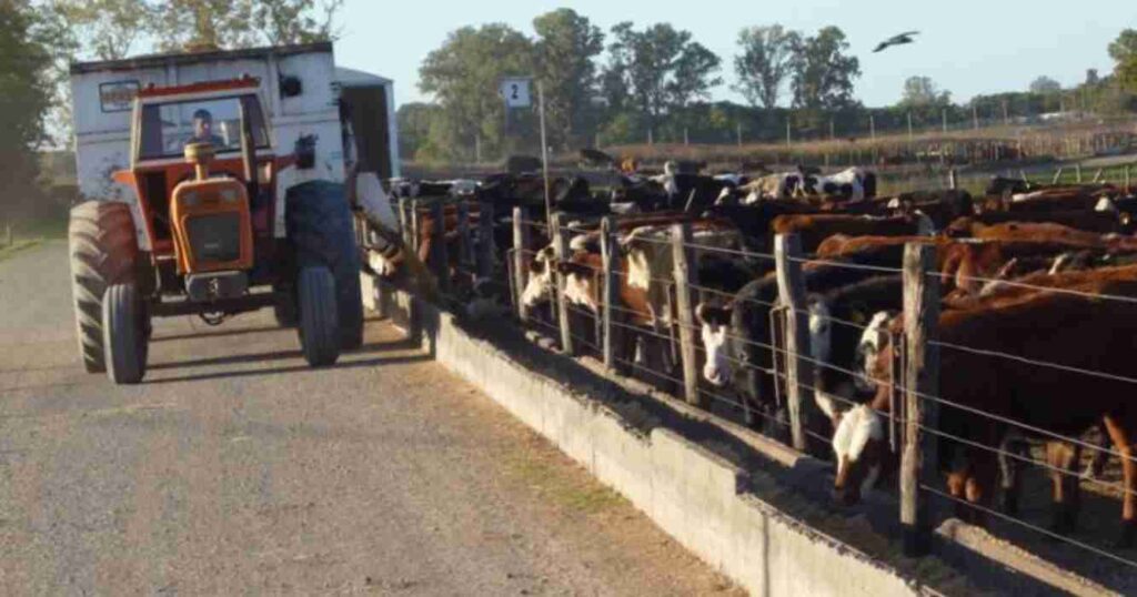 Feedlots