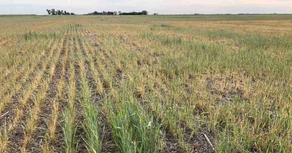 Lluvias, trigo, sequía, campo, clima, La Pampa