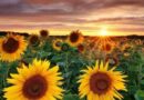 Girasol, argentina, descubrimiento