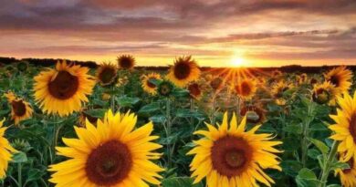 Girasol, argentina, descubrimiento