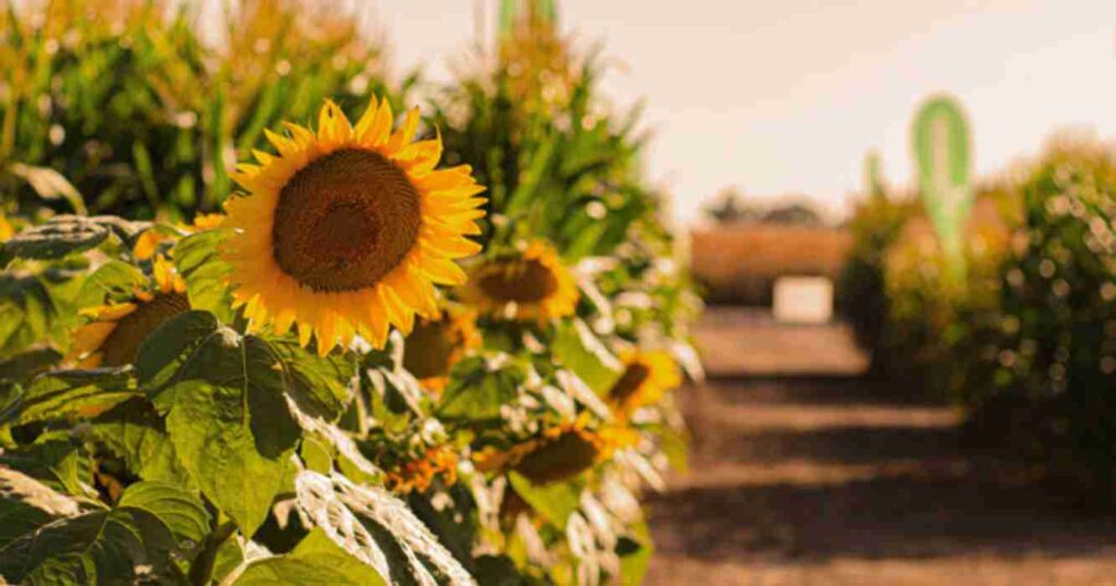 Girasol, argentina, descubrimiento, La Pampa, exportaciones