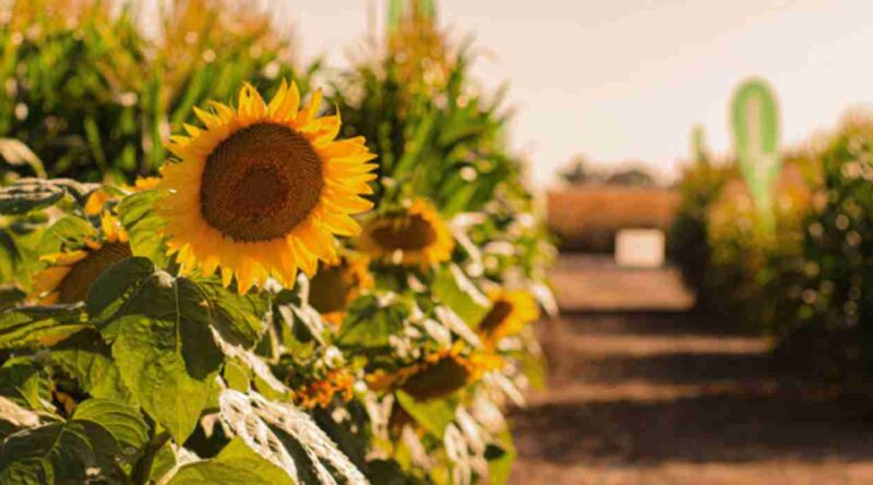 Girasol, argentina, descubrimiento