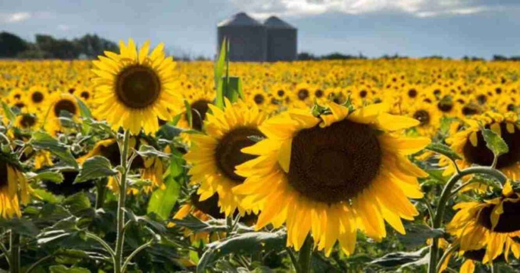 Girasol, argentina, descubrimiento, Córdoba