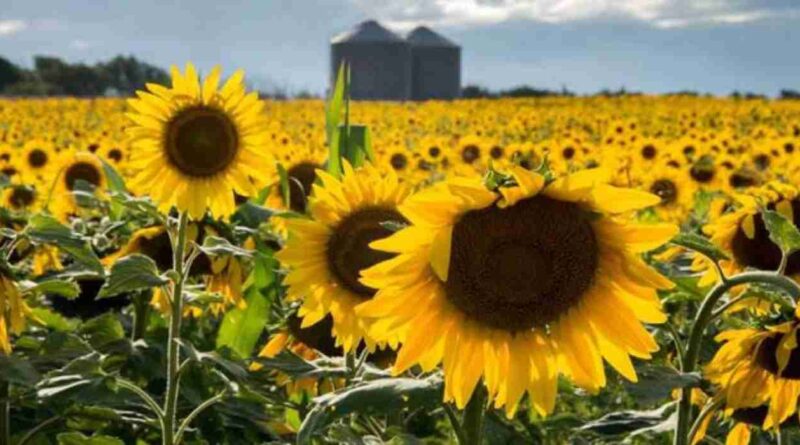 Girasol, argentina, descubrimiento