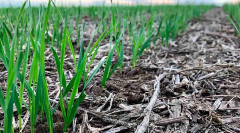 trigo, fertilizante, nutrición, lluvias, clima