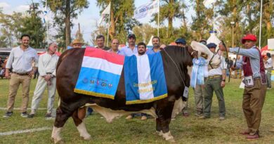 Braford, Brahman, Brangus, grandes campeons