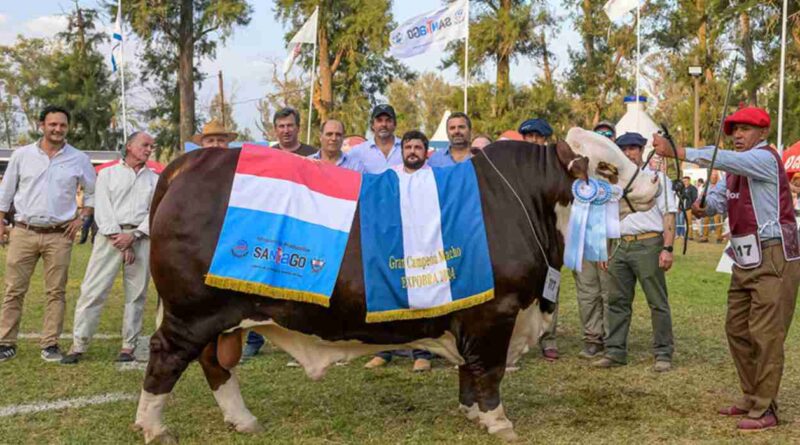 Braford, Brahman, Brangus, grandes campeons