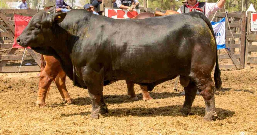 Braford, Brahman, Brangus, grandes campeons