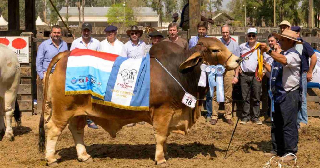 Braford, Brahman, Brangus, grandes campeons