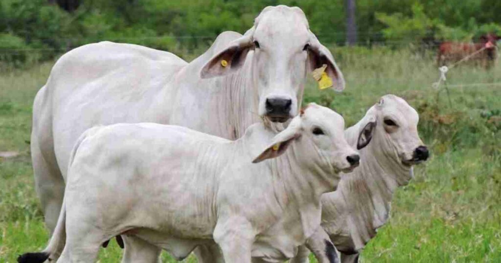 Brahman, historia, argentina