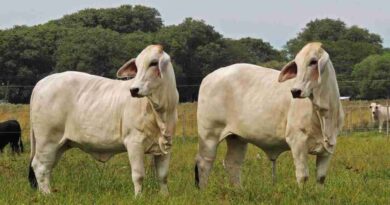 Brahman, historia, argentina