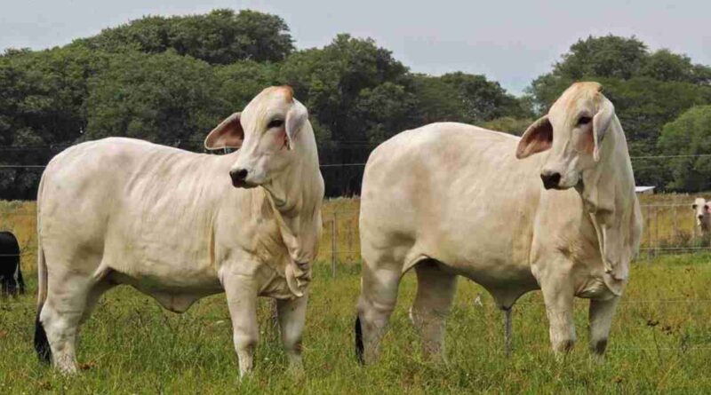 Brahman, historia, argentina