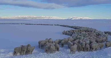 Santa Cruz, nieve, pérdidas