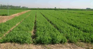 Alfalfa, gusano blanco