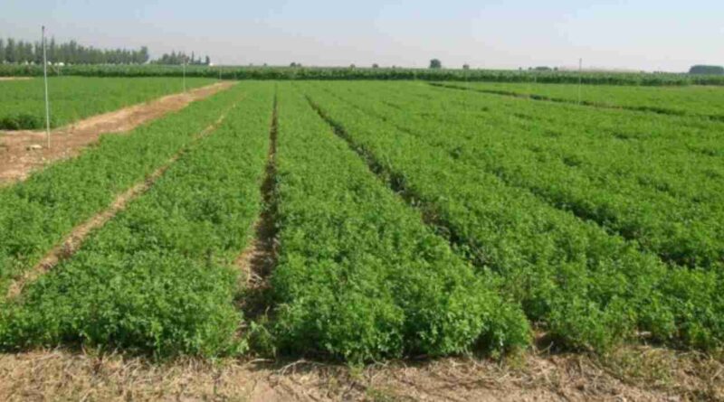 Alfalfa, gusano blanco