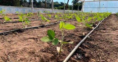 Soja, producción, chaco