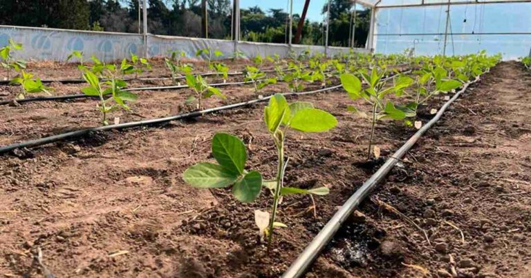 Soja, producción, chaco, siembra gruesa, siembra variable, agricultura