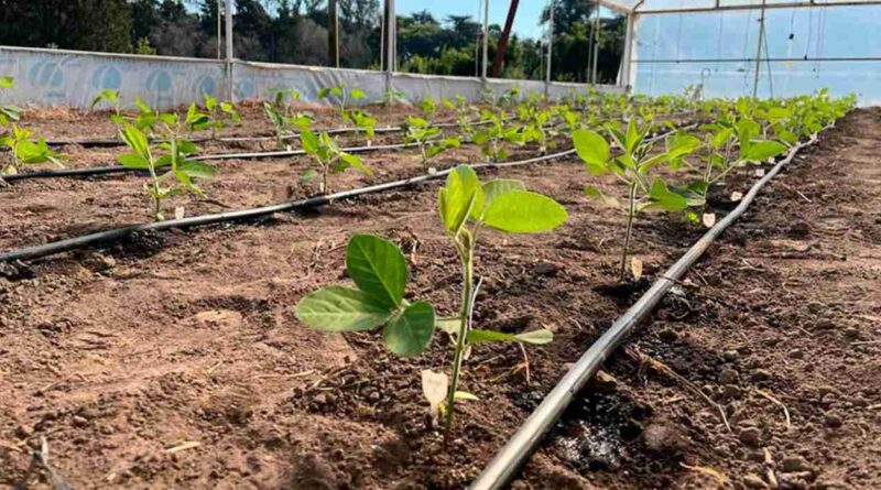 Soja, producción, chaco