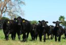 Raza, brangus, argentina, ganadería, campo