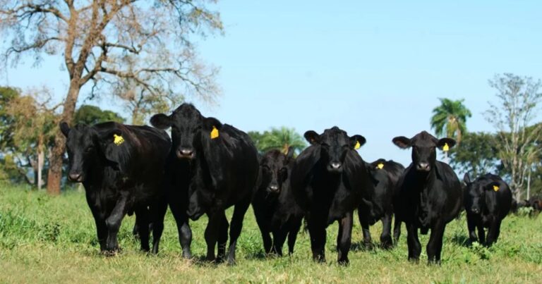 Raza, brangus, argentina, ganadería, campo